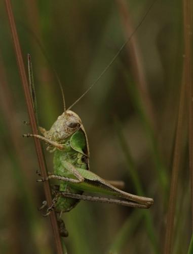 Réf. 203 234 : Platycleis albopunctata